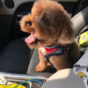 Meet your Posher, Ella